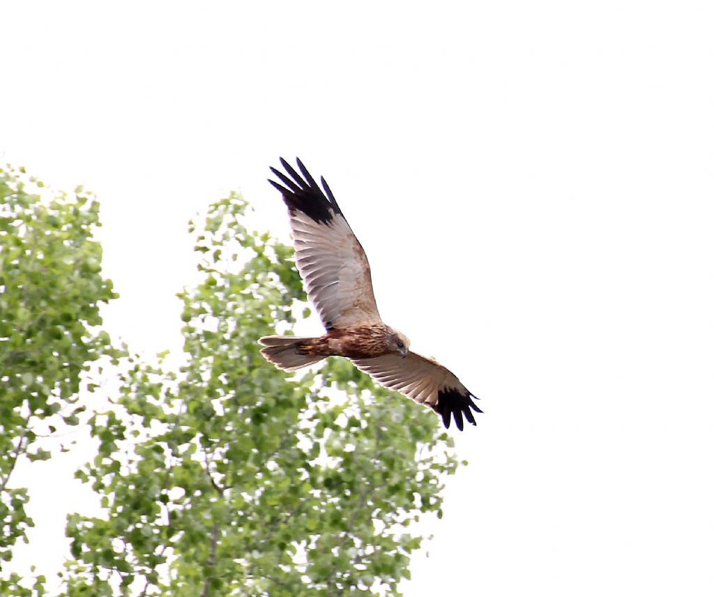 Falco di palude?